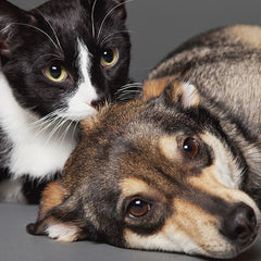 Collection image for: PETS
